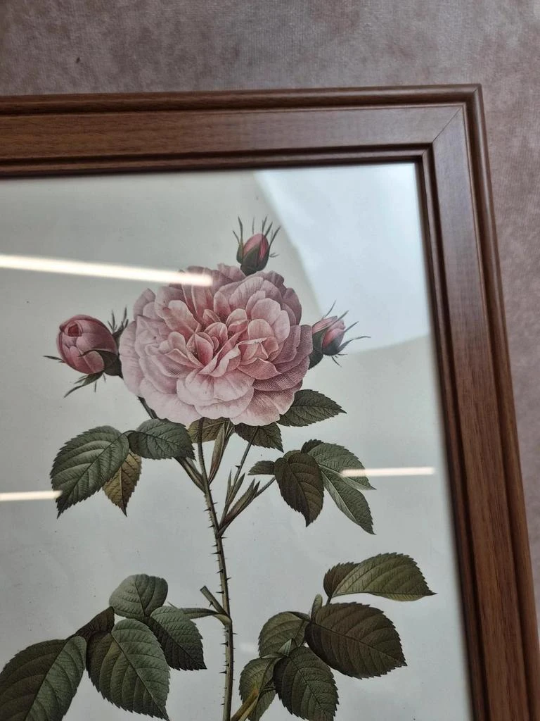 Lot de 3 quadros botânicos P.j. Redouté – Rosas e tulipa – photo 4